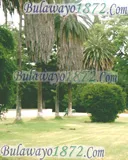 Centenary Park, photograph 6 of 13