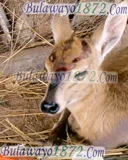 Bush and wildlife, photograph 8 of 13