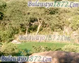 Bush and wildlife, photograph 3 of 13