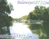 Bush and wildlife, photograph 5 of 13