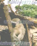 Bush and wildlife, photograph 12 of 13