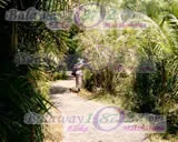 Victoria Falls, photograph 26 of 44