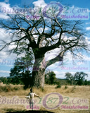 Baobab Trees on the way to the Victoria falls