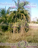 Garden Vegetation around the falls