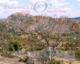 View From TheTop Of The "Cecil J Rhodes World View", Matopos Rockery