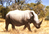 Rhino at the Matopos Zimbabwe